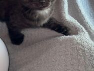 Junger BKH Kater - Berlin