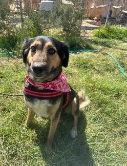 Skay - lernwillig und bewegungsfreudig - Heppenheim (Bergstraße)