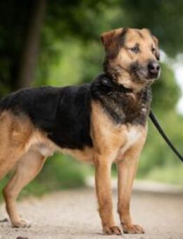 Mino sucht ruhiges Einzelzuhause - Neuss