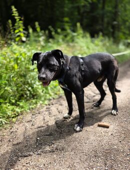Black is beautiful! Leo, Labradormischling, sucht seine Familie! - Graben