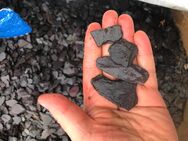 Canadian slate lila 30-60 cm - Selmsdorf