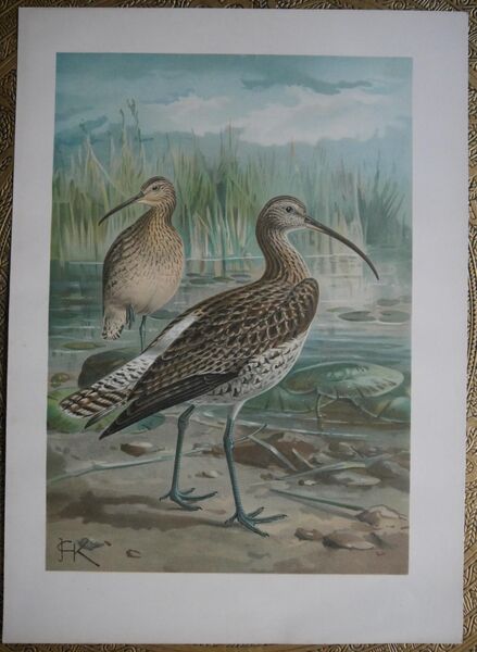 Farblithographie , Großer Brachvogel , Naumann , 1880 , Blatt 40cm x 29cm ,M - E - Görlitz