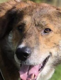 Marius ist ein Gute-Laune-Hund - München