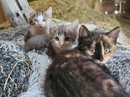 3 Kitten suchen neues Zuhause - Kirchheim (Teck)