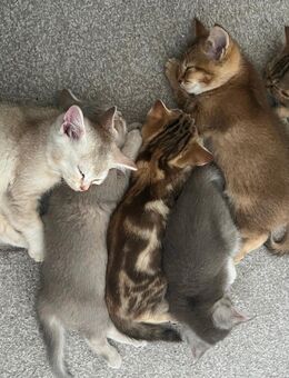 BKH Kitten suchen ein liebevolles Zuhause - Berlin Treptow-Köpenick