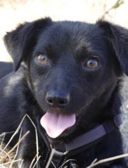 Sanfte Nisha sucht ihre Menschen - Kleinostheim