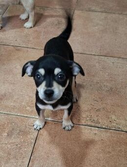 Krümel - ein bezauberndes Mädchen - Höchst (Odenwald)