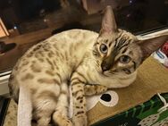 Bengal Mädchen 1,5 Jahre alt - Brensbach
