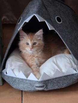 Wunderschönes Main Coon Kitten sucht ein Zuhause - Iserlohn