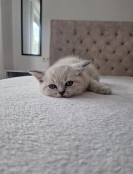 Bkh kitten Blue point - Heilbronn