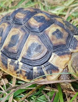 Italienische Landschildkröte weiblich (Westrasse der Griechischen Landschildkröten, Thh aus Apulien, Lokalform Bari) 4 jährige Nachzucht - Wittichenau