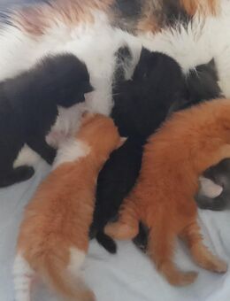Maine Coon Kitten mit Stammbaum - Murrhardt