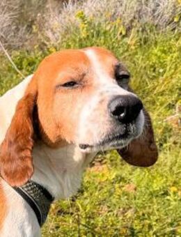 ROMEO was für ein trauriger Anblick - Regensburg
