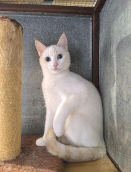 Tom - Redpoint-Mix-Kater sucht dich! - Walluf