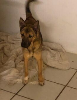 Miniatur Schäfermixhündin - Erkelenz