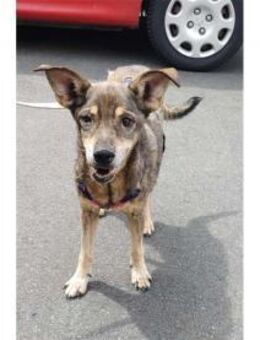 Trudi wartet in 91320 Ebermannstadt - Oberwies