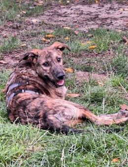 Linus sucht sein Zuhause - Neuss