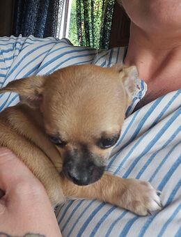 Chihuahua Welpe ist da ! - Puderbach