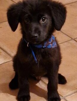 Fröhlicher Eddy - Berlin