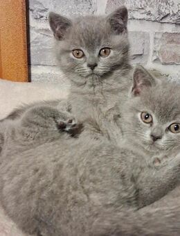 Reinrassige Bkh Mädchen - Brakel