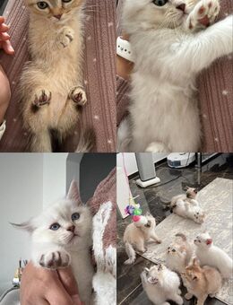 BKH-Kitten - Nalbach