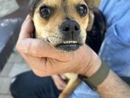 Finja - kleine 6 kg-Junghündin - Koblenz