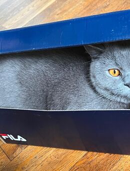 Wunderschöne Britisch Kurzhaar Katze, 2 Jahre alt, abzugeben 🐾 - Ratingen