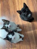 männliche kitten in 97199