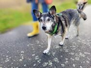 Mikey sucht ein Zuhause - Hambergen