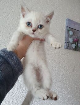 BKH Babykatzen - Homburg