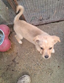 Welpendame Frieda - Rambin