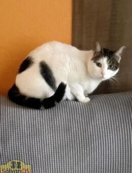 Misi -Gesellige Katzendame sucht Zuhause - Bad Camberg