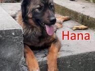 HANA ❤ sucht Zuhause oder Pflegestelle - Langenhagen