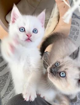 Wunderschöne BKH Katzenbabys - Burg (Sachsen-Anhalt)