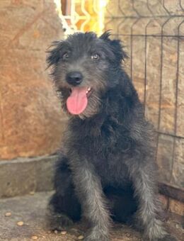 Kuro, unser kleiner Puschelbär 🐾 - Elsdorf (Nordrhein-Westfalen)