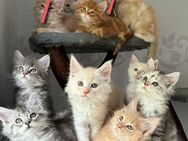 Maine Coon Kitten - Wismar