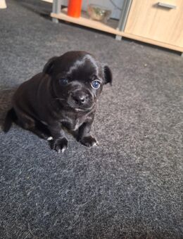 Unsere 2 Mischlinge ( Chihuahua/ Mops ) Welpen suchen ein Zu Hause - Golchen