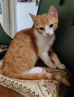 Junge Katzen abzugeben - Reutlingen Zentrum