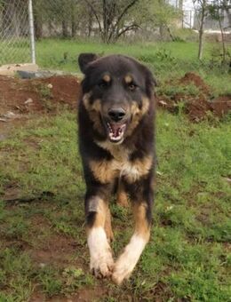 Aias möchte Menschen ganz für sich - Mettmann