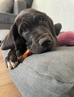 1 Reinrassige deutsche Dogge (Hündin)Welpen - Köthen (Anhalt)