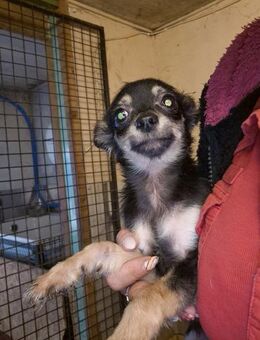 🌟 Dani 5 Monate alter Chihuahua-Bub - Kassel
