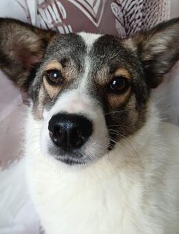 💕Sanfte Scarlet sucht Geborgenheit💕 - Eislingen (Fils)
