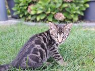 Bengal Kitten, Bengal Mischlingskätzchen - Heinsberg