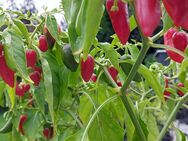 Chili Samen 10 Stück Fish Pepper Schärfe 6 Capsicum annuum 2024 BIO - Freising