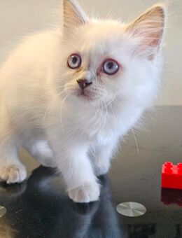 Heilige Birma Kitten - Steinheim (Albuch)