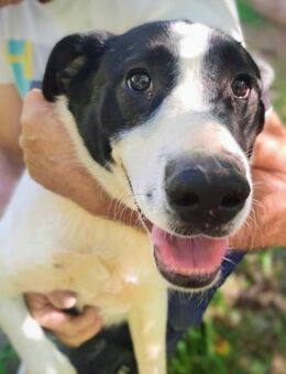 Traumhündin Pippi sucht ihre Menschen - Oberhausen