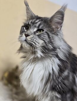 Reinrassiges Maine Coon Mädchen - Eilenburg Zentrum
