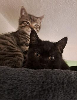 Katzenbabies - Geschwisterpärchen - Halle (Saale)