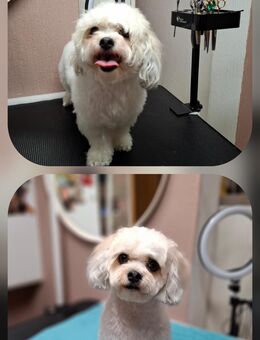 Hundefrisörin/Groomerin in Beckum - Beckum