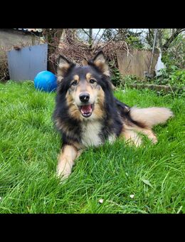 Husky collie Hündin - Duisburg